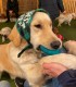 60 de minute de joaca, alaturi de catei din rasa Golden Retriever, langa Bucuresti