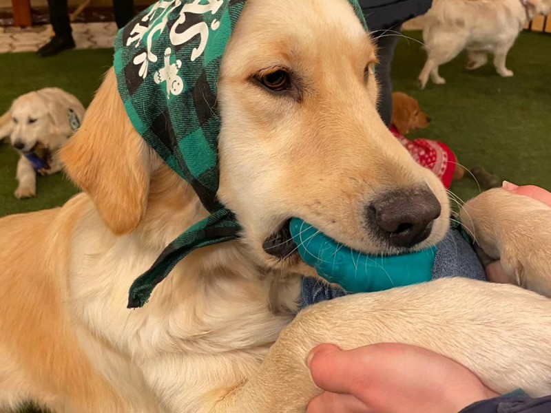 60 de minute de joaca, alaturi de catei din rasa Golden Retriever, langa Bucuresti