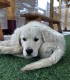 60 de minute de joaca, alaturi de catei din rasa Golden Retriever, langa Bucuresti