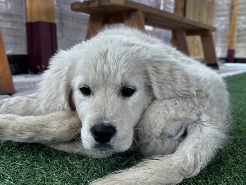 60 de minute de joaca, alaturi de catei din rasa Golden Retriever, langa Bucuresti
