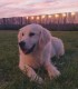60 de minute de joaca, alaturi de catei din rasa Golden Retriever, langa Bucuresti
