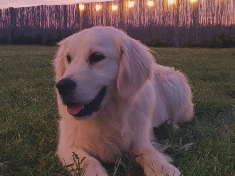 60 de minute de joaca, alaturi de catei din rasa Golden Retriever, langa Bucuresti