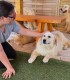 60 de minute de joaca, alaturi de catei din rasa Golden Retriever, langa Bucuresti