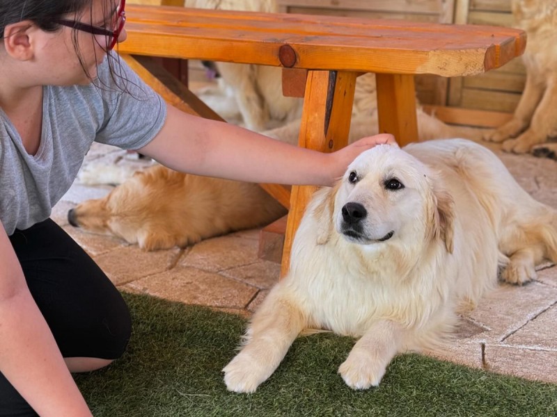 60 de minute de joaca, alaturi de catei din rasa Golden Retriever, langa Bucuresti