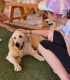 60 de minute de joaca, alaturi de catei din rasa Golden Retriever, langa Bucuresti