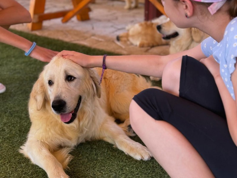 60 de minute de joaca, alaturi de catei din rasa Golden Retriever, langa Bucuresti