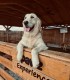 60 de minute de joaca, alaturi de catei din rasa Golden Retriever, langa Bucuresti