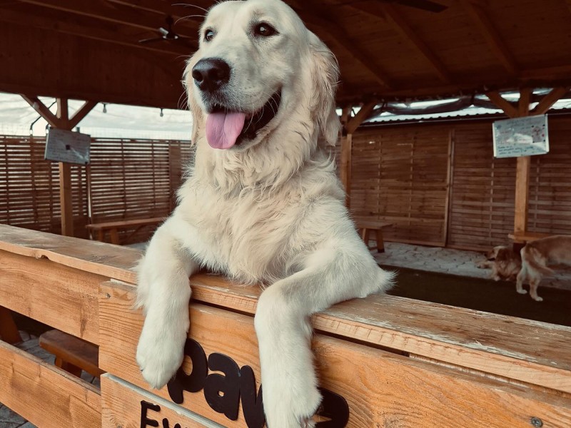 60 de minute de joaca, alaturi de catei din rasa Golden Retriever, langa Bucuresti
