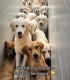 60 de minute de joaca, alaturi de catei din rasa Golden Retriever, langa Bucuresti