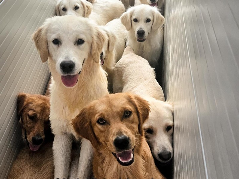 60 de minute de joaca, alaturi de catei din rasa Golden Retriever, langa Bucuresti