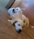 60 de minute de joaca, alaturi de catei din rasa Golden Retriever, langa Bucuresti