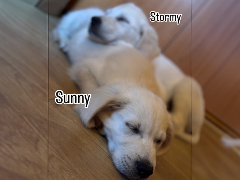 60 de minute de joaca, alaturi de catei din rasa Golden Retriever, langa Bucuresti