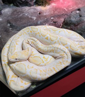 Descopera lumea fascinanta a reptilelor - intrare la muzeu, in Bucuresti