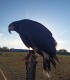 Hunting with eagles and archery training course - unleash the hunter within you