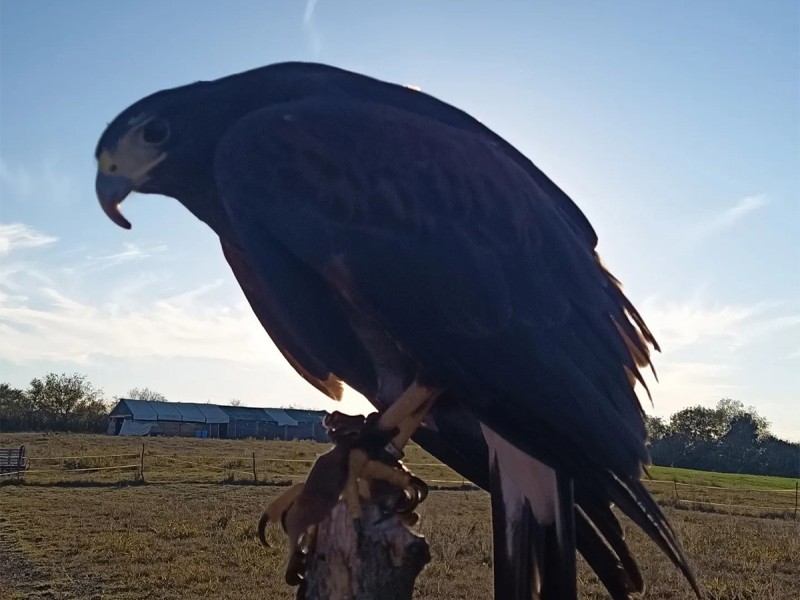 Hunting with eagles and archery training course - unleash the hunter within you