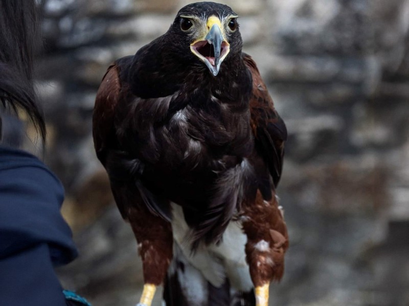 Hunting with eagles and archery training course - unleash the hunter within you