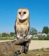 Hunting with eagles and archery training course - unleash the hunter within you