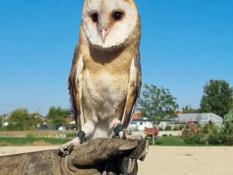 Hunting with eagles and archery training course - unleash the hunter within you