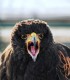 Hunting with eagles and archery training course - unleash the hunter within you