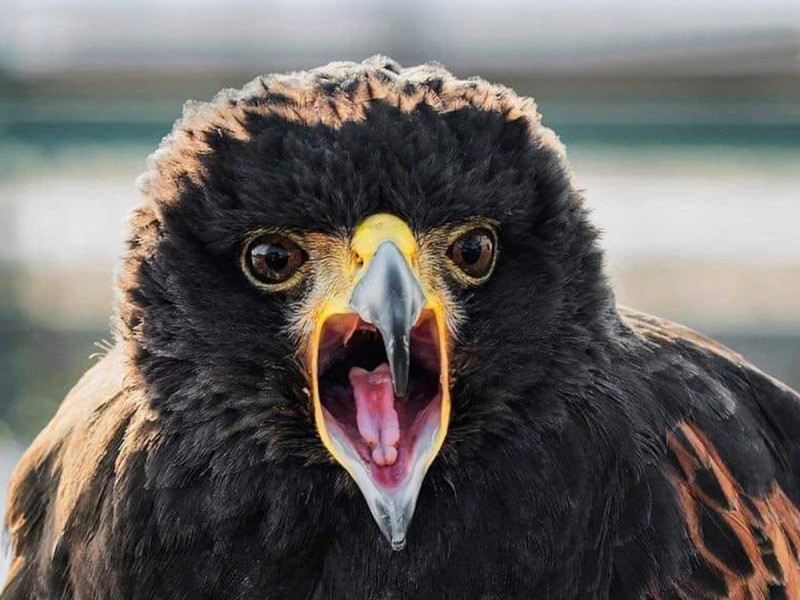 Hunting with eagles and archery training course - unleash the hunter within you