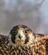 Hunting with eagles and archery training course - unleash the hunter within you