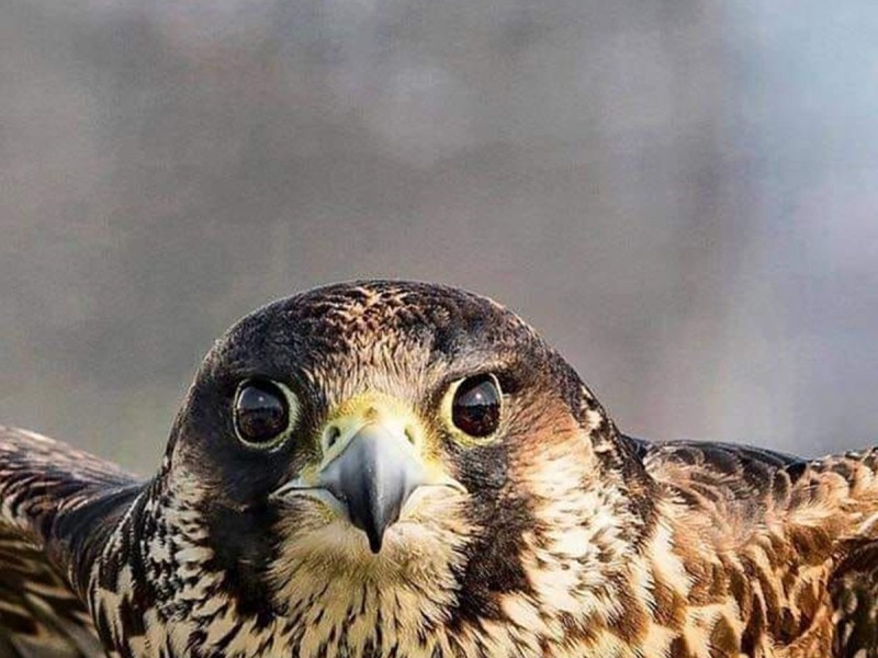 Hunting with eagles and archery training course - unleash the hunter within you