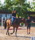 First steps in the equestrian world: Initiation lesson for children and adults in Iasi