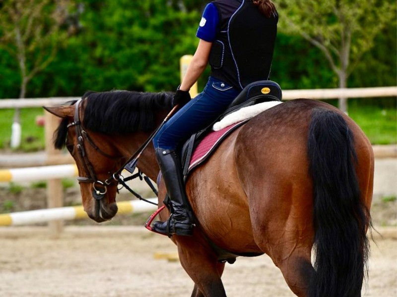 First steps in the equestrian world: Initiation lesson for children and adults in Iasi