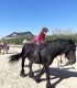 First steps in the equestrian world: Initiation lesson for children and adults in Iasi