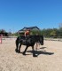 First steps in the equestrian world: Initiation lesson for children and adults in Iasi