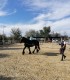 First steps in the equestrian world: Initiation lesson for children and adults in Iasi