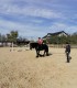 First steps in the equestrian world: Initiation lesson for children and adults in Iasi