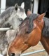 First steps in the equestrian world: Initiation lesson for children and adults in Iasi