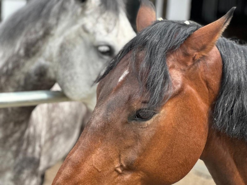 First steps in the equestrian world: Initiation lesson for children and adults in Iasi