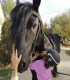 Nature adventure for kids - Horseback riding in Iasi