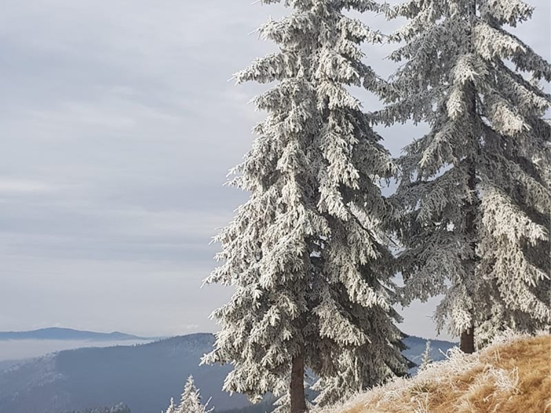 Vacanta de 3 nopti la Glamping in Bucovina, cu Mega Tiroliana, Rafting sau Caiac, Tir cu arma si Drumetie