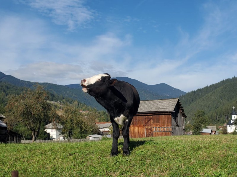 Vacanta de 3 nopti la Glamping in Bucovina, cu Mega Tiroliana, Rafting sau Caiac, Tir cu arma si Drumetie