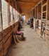 Horse riding for children and adults, near Bucharest
