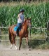 Horse riding for children and adults, near Bucharest