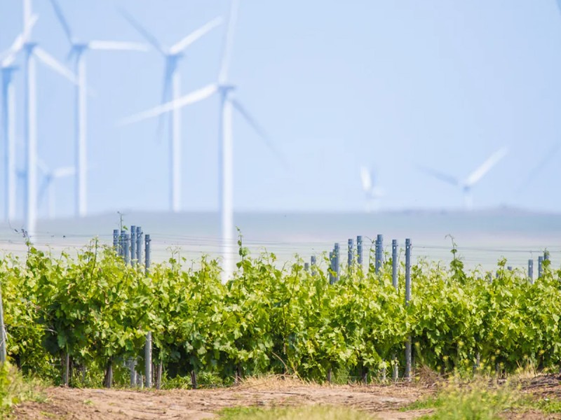 Degustare de vin la Crama Histria, in Constanta