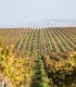 Degustare de vin la Crama Histria, in Constanta