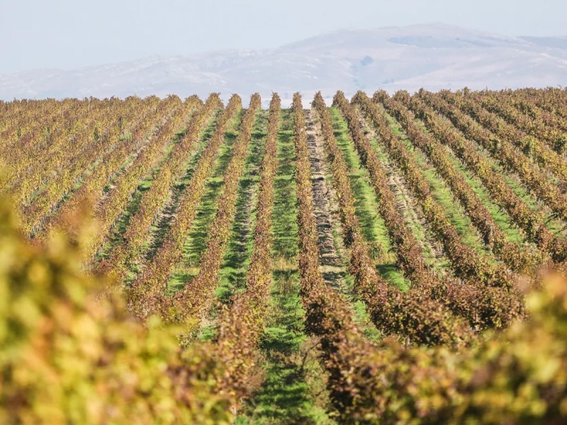 Degustare de vin la Crama Histria, in Constanta