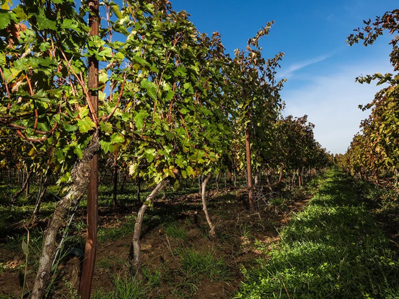 Degustare de vin la Crama Histria, in Constanta