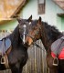 Riding lessons for children and adults in Izvorani