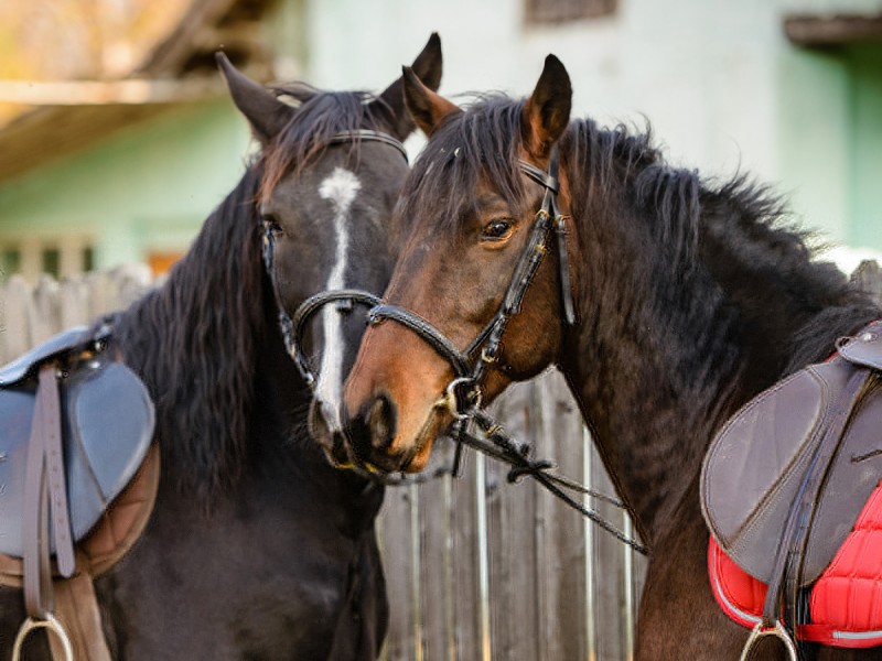 Riding lessons for children and adults in Izvorani