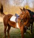 Riding lessons for children and adults in Izvorani