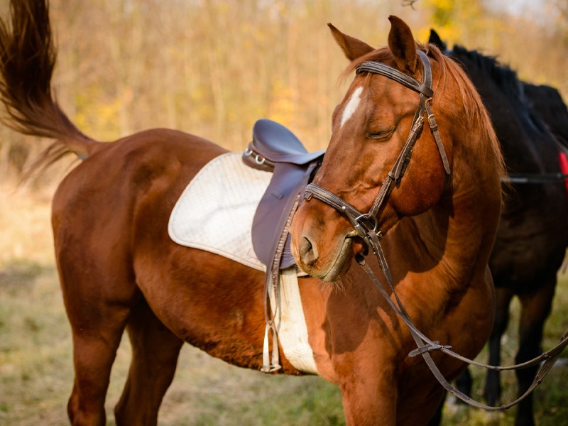 Riding lessons for children and adults in Izvorani