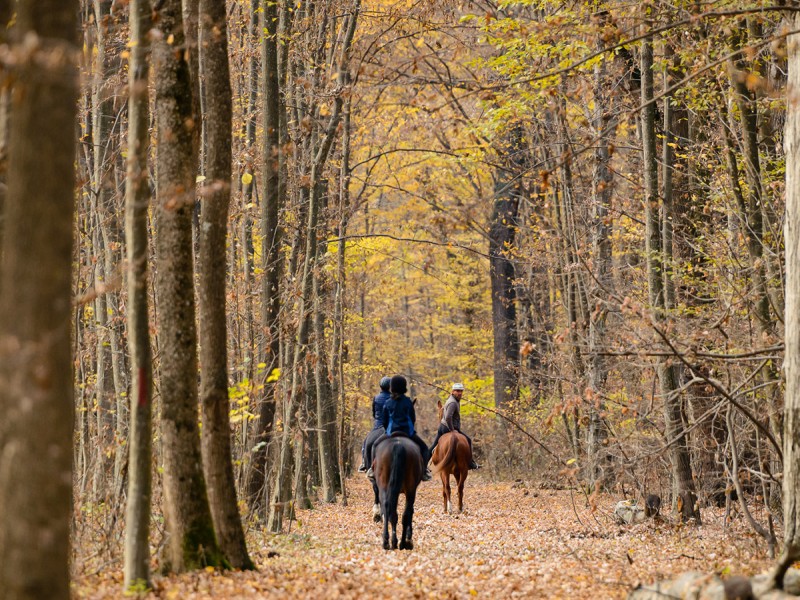 Riding lessons for children and adults in Izvorani