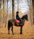 Riding lessons for children and adults in Izvorani