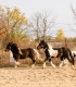 Riding lessons for children and adults in Izvorani